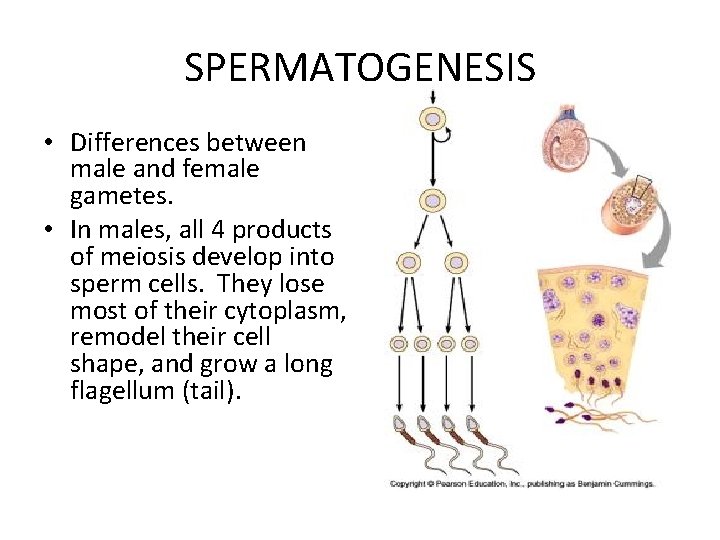 SPERMATOGENESIS • Differences between male and female gametes. • In males, all 4 products