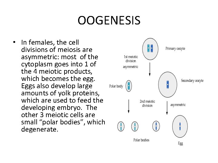 OOGENESIS • In females, the cell divisions of meiosis are asymmetric: most of the