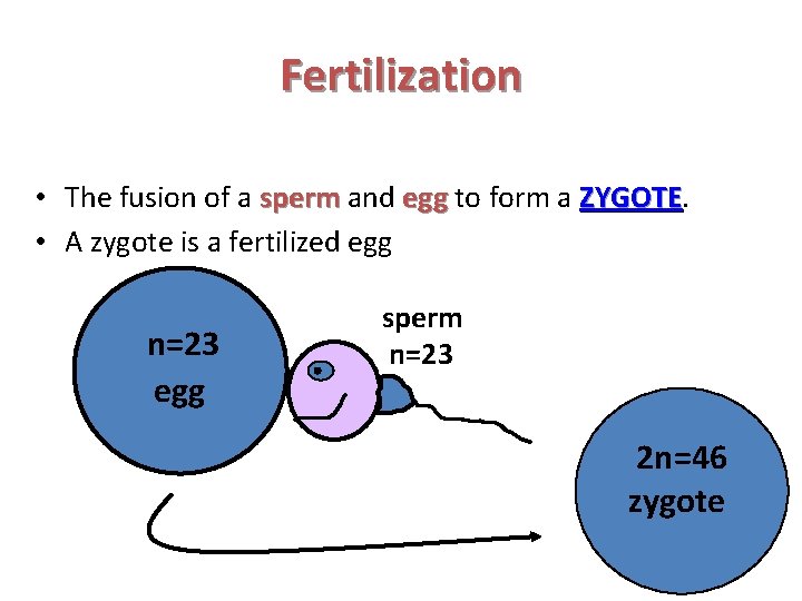 Fertilization • The fusion of a sperm and egg to form a ZYGOTE •