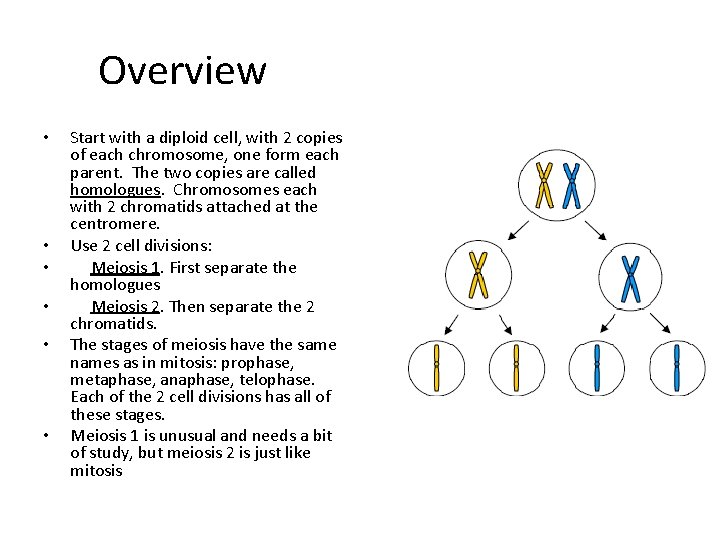 Overview • • • Start with a diploid cell, with 2 copies of each