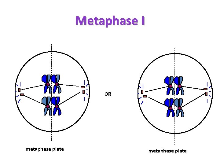 Metaphase I OR metaphase plate 