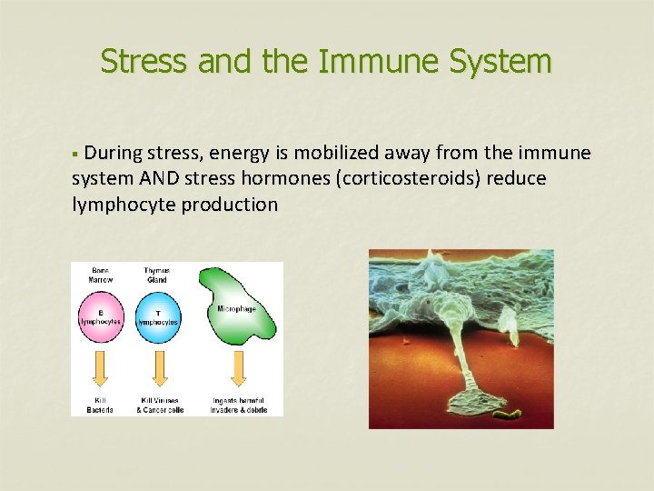 Stress and the Immune System § During stress, energy is mobilized away from the