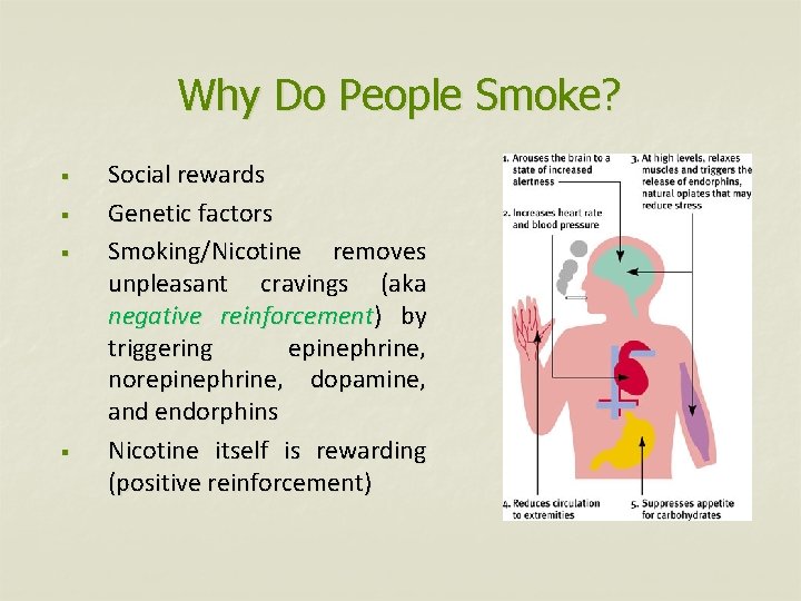 Why Do People Smoke? § § Social rewards Genetic factors Smoking/Nicotine removes unpleasant cravings