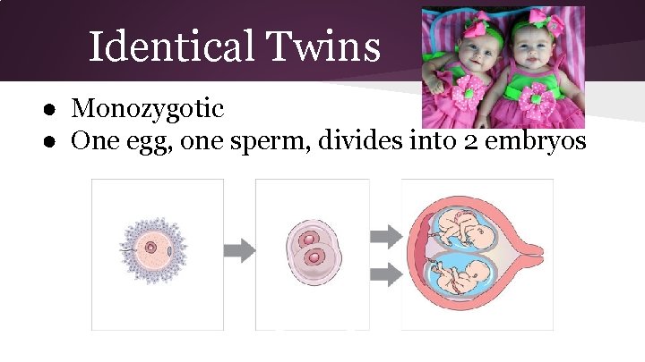 Identical Twins ● Monozygotic ● One egg, one sperm, divides into 2 embryos 