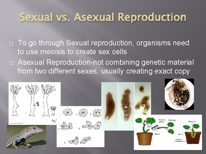 Sexual vs. Asexual Reproduction � � To go through Sexual reproduction, organisms need to