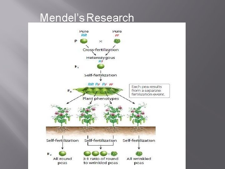 Mendel’s Research 