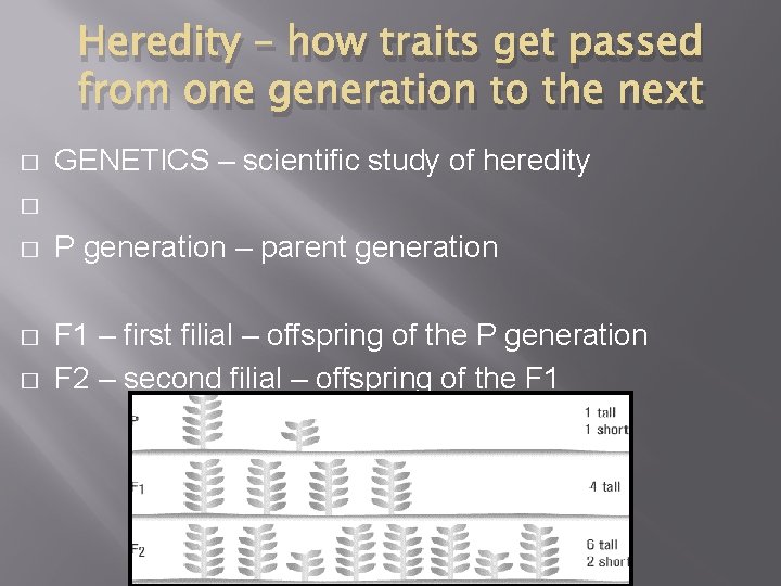 Heredity – how traits get passed from one generation to the next � GENETICS