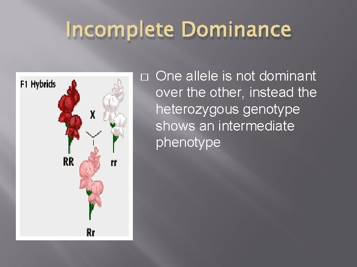 Incomplete Dominance � One allele is not dominant over the other, instead the heterozygous