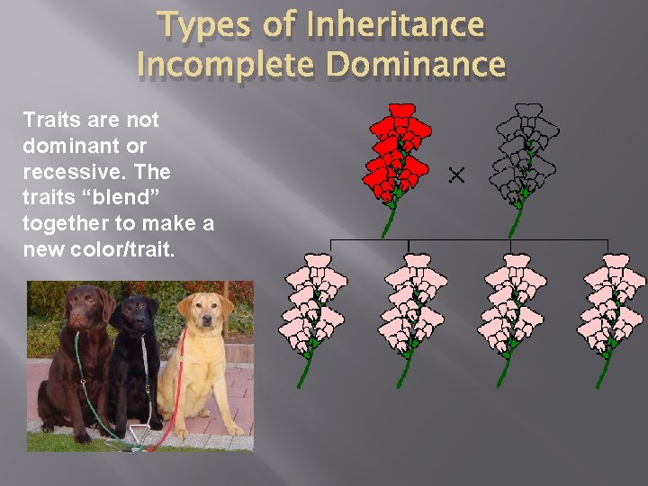 Types of Inheritance Incomplete Dominance Traits are not dominant or recessive. The traits “blend”