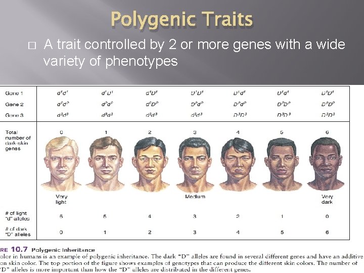 Polygenic Traits � A trait controlled by 2 or more genes with a wide
