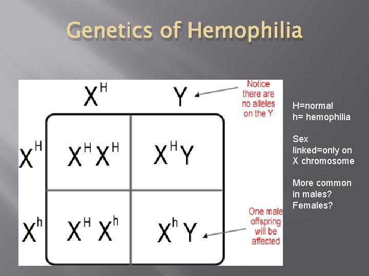 Genetics of Hemophilia H=normal h= hemophilia Sex linked=only on X chromosome More common in