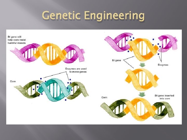 Genetic Engineering 