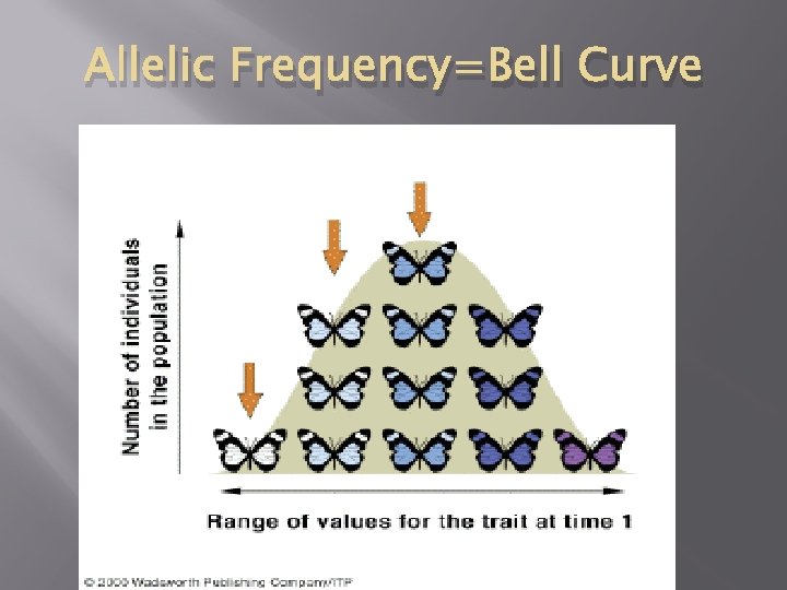 Allelic Frequency=Bell Curve 