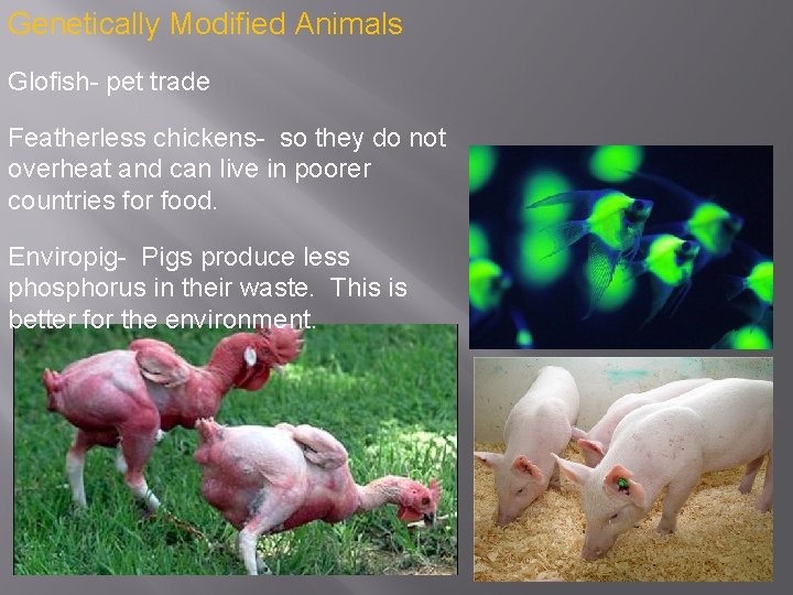 Genetically Modified Animals Glofish- pet trade Featherless chickens- so they do not overheat and