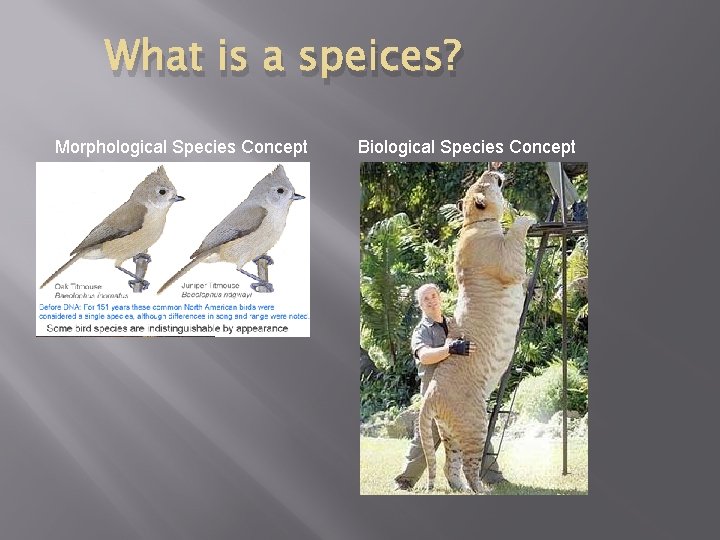 What is a speices? Morphological Species Concept Biological Species Concept 