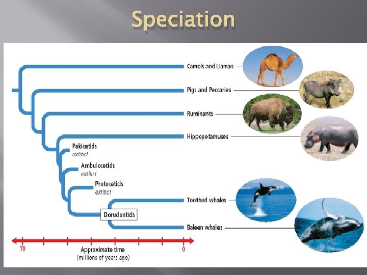 Speciation 