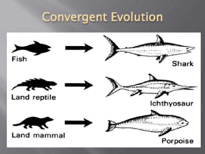 Convergent Evolution 