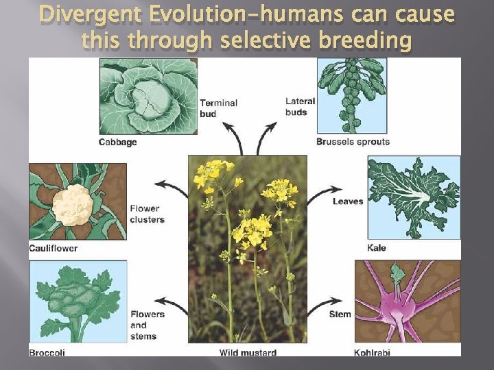Divergent Evolution-humans can cause this through selective breeding 