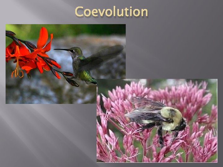 Coevolution 