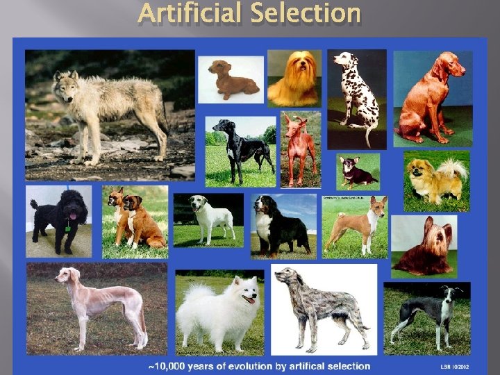 Artificial Selection 