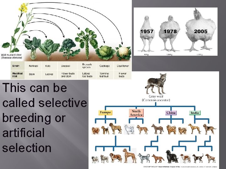 This can be called selective breeding or artificial selection 