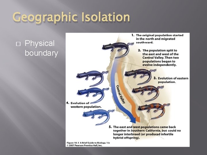 Geographic Isolation � Physical boundary 
