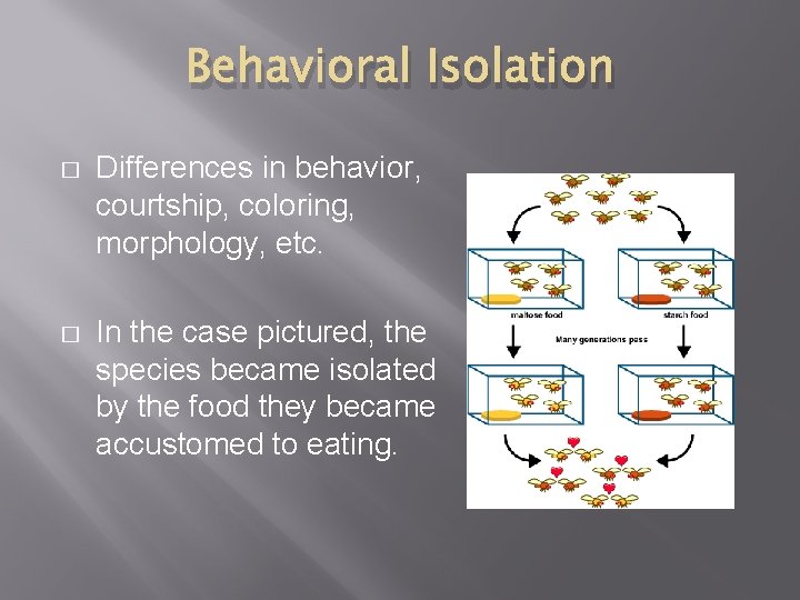 Behavioral Isolation � Differences in behavior, courtship, coloring, morphology, etc. � In the case