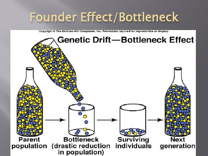 Founder Effect/Bottleneck 