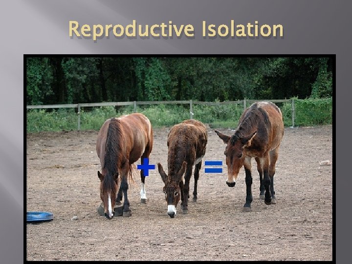 Reproductive Isolation 
