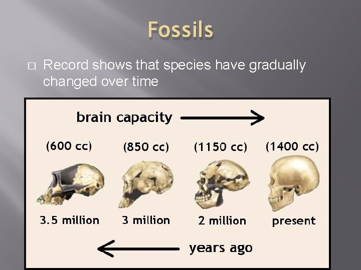 Fossils � Record shows that species have gradually changed over time 