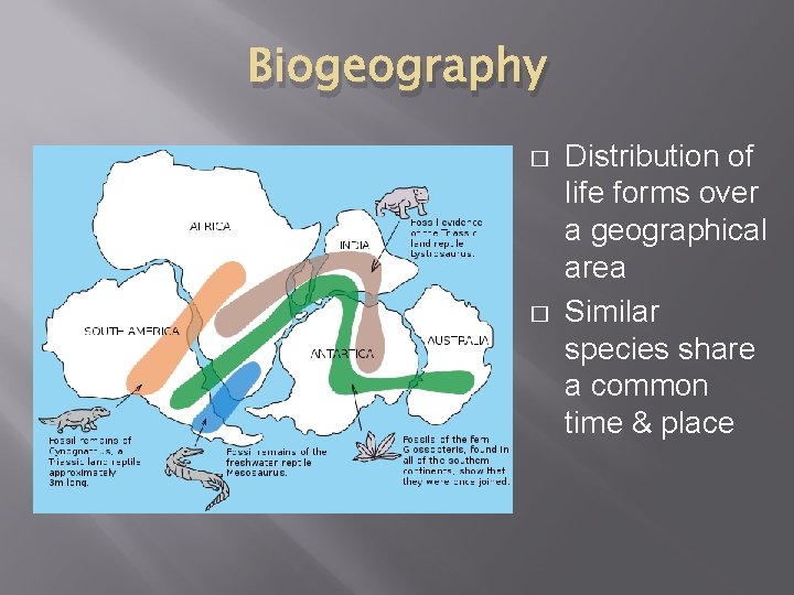 Biogeography � � Distribution of life forms over a geographical area Similar species share