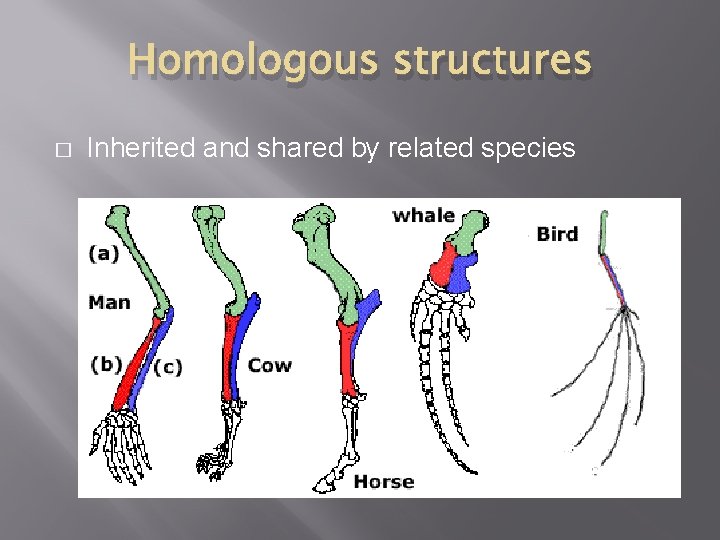 Homologous structures � Inherited and shared by related species 