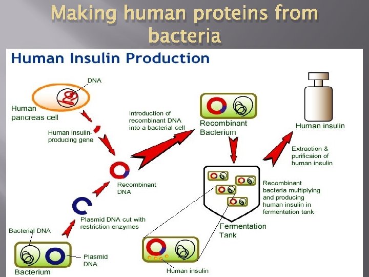 Making human proteins from bacteria 