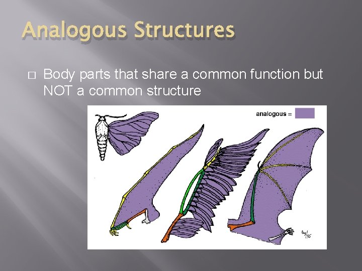 Analogous Structures � Body parts that share a common function but NOT a common