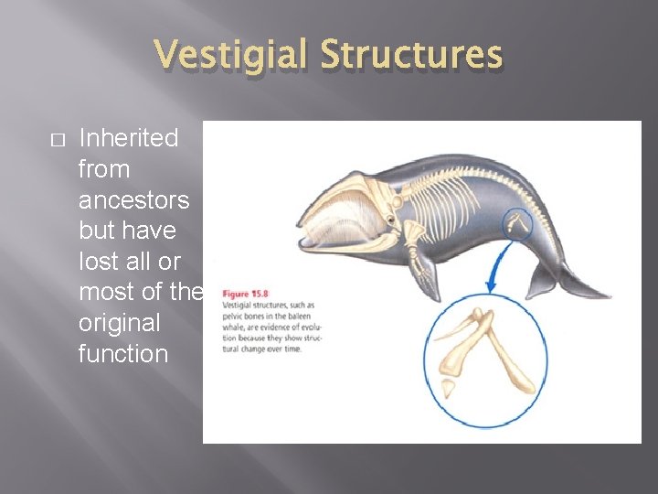 Vestigial Structures � Inherited from ancestors but have lost all or most of their