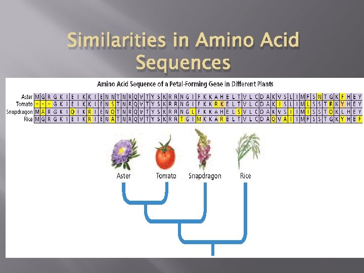 Similarities in Amino Acid Sequences 