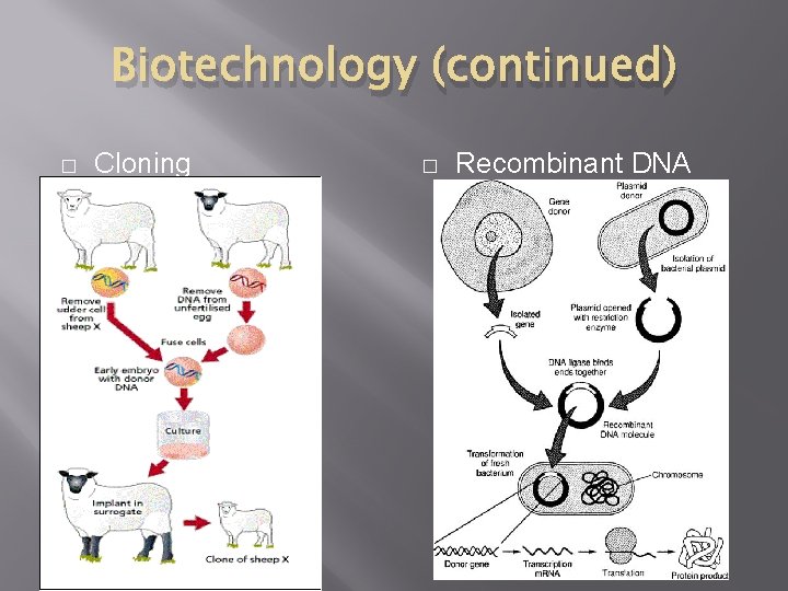 Biotechnology (continued) � Cloning � Recombinant DNA 