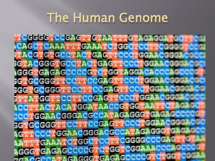 The Human Genome 