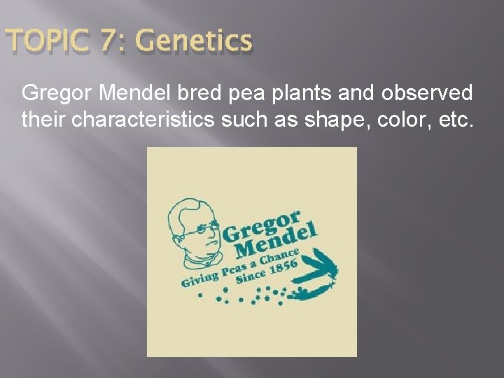 TOPIC 7: Genetics Gregor Mendel bred pea plants and observed their characteristics such as