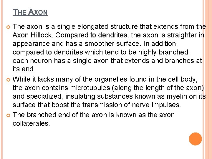 THE AXON The axon is a single elongated structure that extends from the Axon