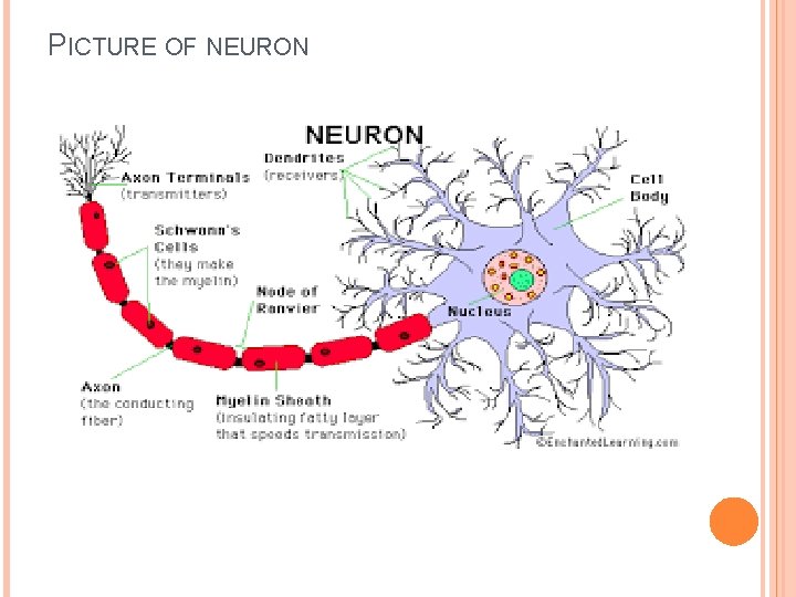 PICTURE OF NEURON 