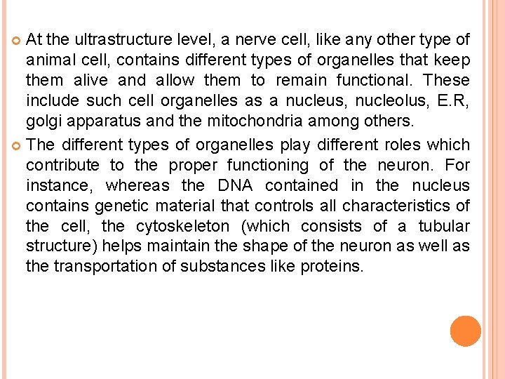 At the ultrastructure level, a nerve cell, like any other type of animal cell,