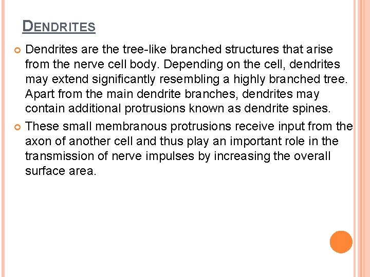 DENDRITES Dendrites are the tree-like branched structures that arise from the nerve cell body.