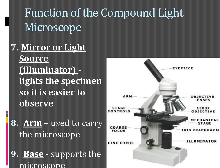 Function of the Compound Light Microscope 7. Mirror or Light Source (illuminator) lights the