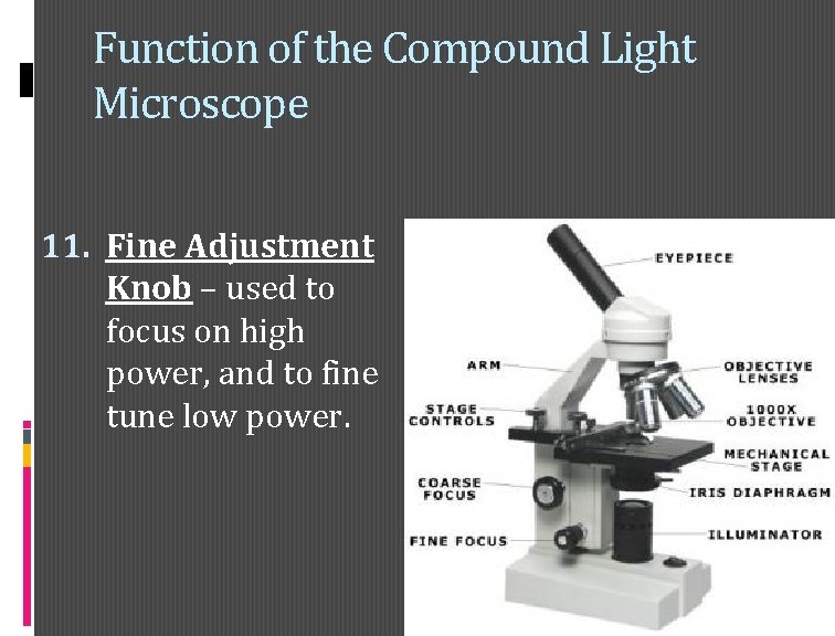 Function of the Compound Light Microscope 11. Fine Adjustment Knob – used to focus