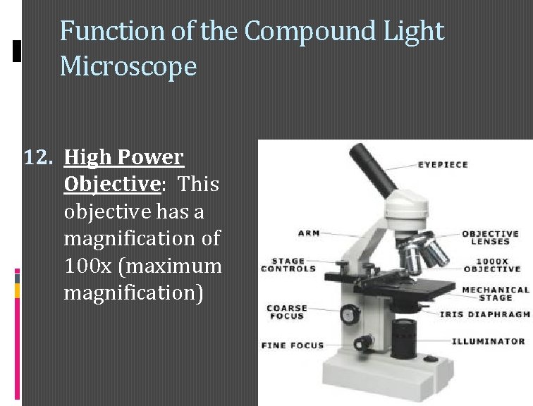 Function of the Compound Light Microscope 12. High Power Objective: This objective has a