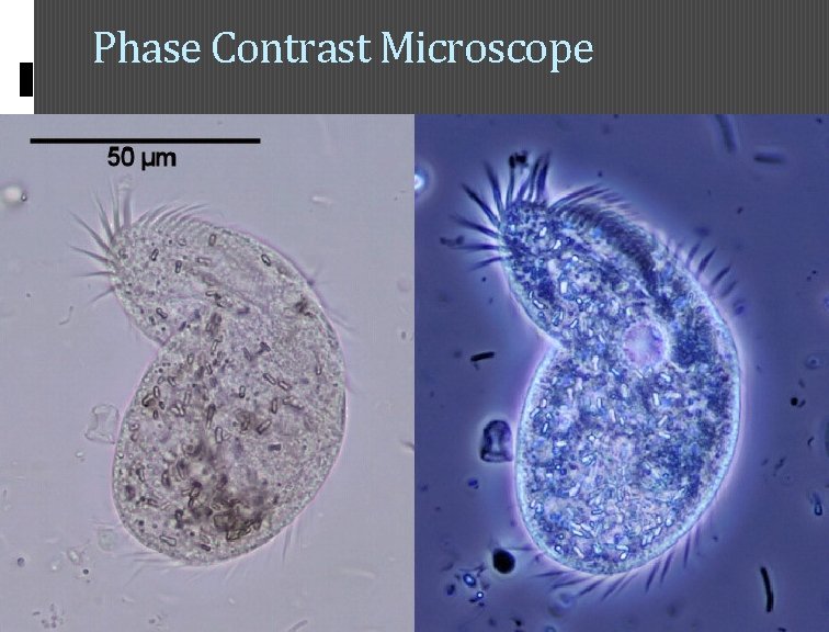 Phase Contrast Microscope 21 