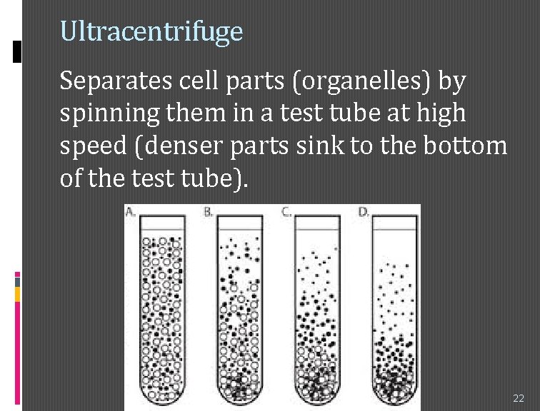 Cell Study 1 Microscope History Robert Hooke First