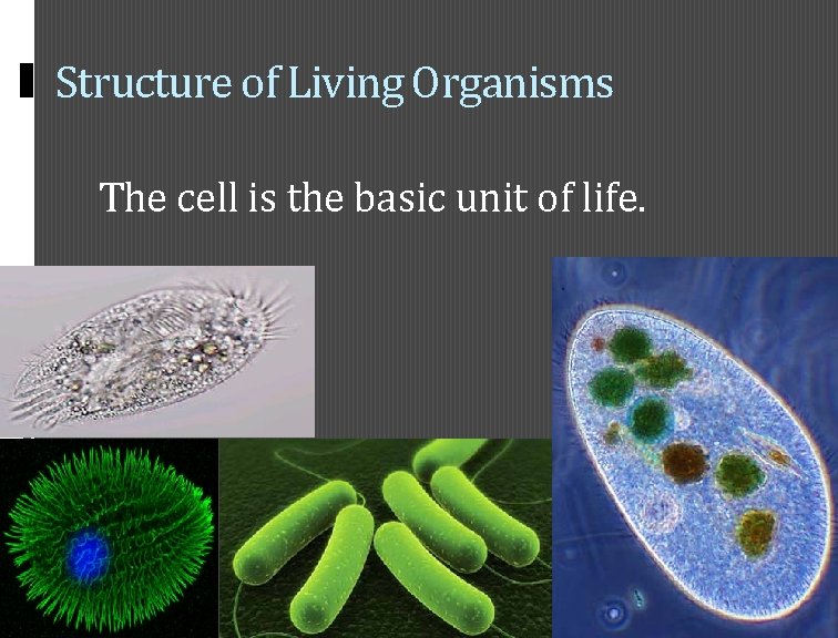 Structure of Living Organisms The cell is the basic unit of life. 28 