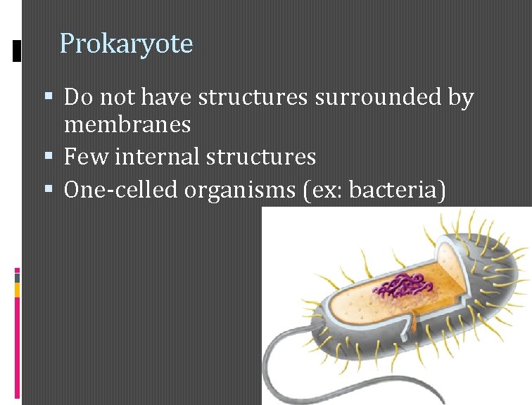 Prokaryote Do not have structures surrounded by membranes Few internal structures One-celled organisms (ex: